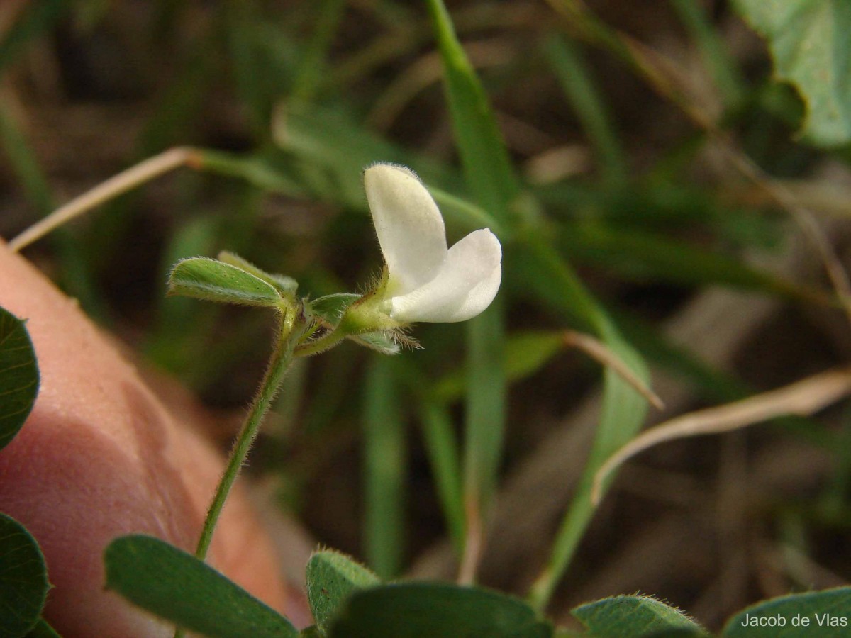 Tephrosia pumila (Lam.) Pers.